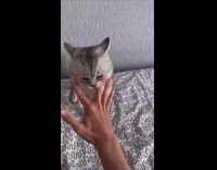 Guy fingers how to instantly sub due control cat 