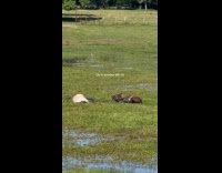 Horses rolling on paddy field 