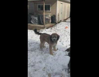 tan dog tries to catch orange frisbee with two paws 