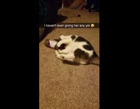 Collab Pets For All - white and brown cat holds onto catnip jar