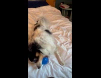 Dog plays with squeaky toy gets crazy