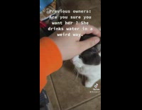 Woman adopts cat that drinks in a weird way 