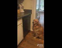 Golden retriever hanging out with pet fish 