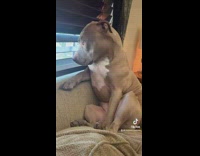 Collab Clips mpugc - Dog looking out crack of window couch