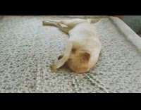 Golden Retriever in the middle of a bed covers his nose 