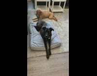 Pet dog wags tail and hits the other dog