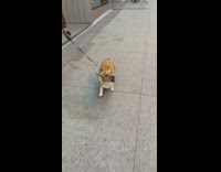 Collab BitchMp - Corgi howls to ambulance siren