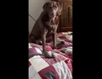 Collab BitchMP - Brown dog digs on red blanket bed 