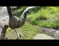 Girl hoses down two emus on grass