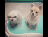 two white dogs on blue shake board