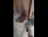 Brown chicken pecks foot grey crocs 
