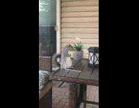 Squirrel standing on table shakes tail 