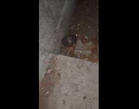 Animal fall off ledge then crawl away