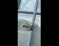 Black spider spins web around brown grasshopper 