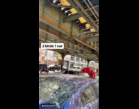 Blue parked car full of pigeon poop