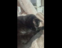 Black cat suddenly wakes up to lick leg