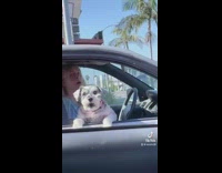 Dog in passenger seat silently barking at person at traffic light