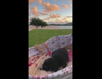 Black brown puppy sleeps in baby basket