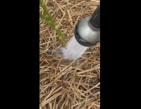 Tomato plant watered and produces sound from the ground Part 2