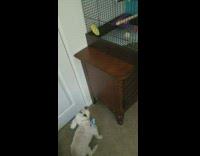 Small dog barks at bird in cage 