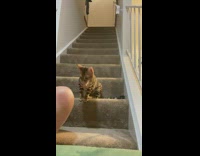 Striped cat does play dead trick 