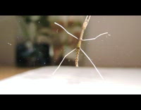 Brown walking stick bug on camera lens 