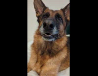 Woman playing with dog