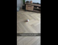 Pet bird cockatoo carries plastic knife scares dog