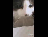 Grey white cat crouches wood floor whiskers 