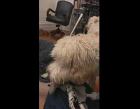 Dog bite squeaky toy hear guy whistle