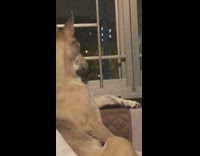 Dog sitting up on couch single arm up looking out window