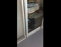 BitchMP - Two cats scratching on glass door