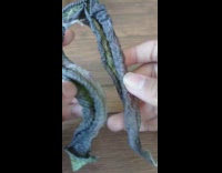 Dried up leaves look like dragon scales 