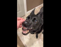 Collab Clips MPUGC - Two dogs one looks scary growls