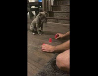 Grey dog guesses red cup treat game 