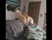 Brown French Bulldogs Sitting on Brown Couch Turn To Clicking Noises