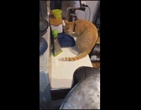 Cat scratches the closed tray for food