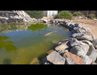 Submitter shows fish pond in backyard