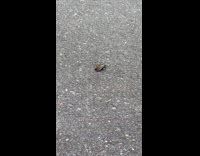 Submitter shows lantern fly and bee fight