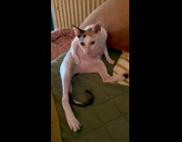 Pet cat lifts feet to lick and clean its body