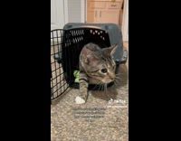 Collab dogIG_default - Rescue cats introduces to the pet dogs