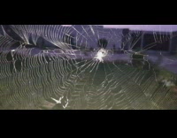 Small spider in spider web flash grass