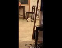 Collab BitchMP - White cat hop and roll fights black cat