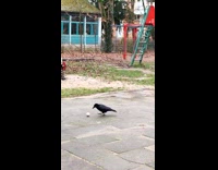 Black bird knows how to play ball