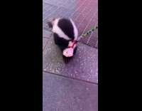Skunk red harness green leash times square 