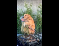 DJ man carry golden retriever dog