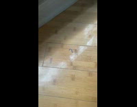 Lizard with detached tail scares girl freak out 