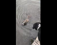 Black dog swim water dock other dog watches