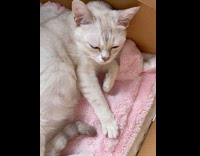 Collab PLC - Light grey cat give birth to kittens