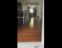 Cat plays fetch purple yellow dart toy